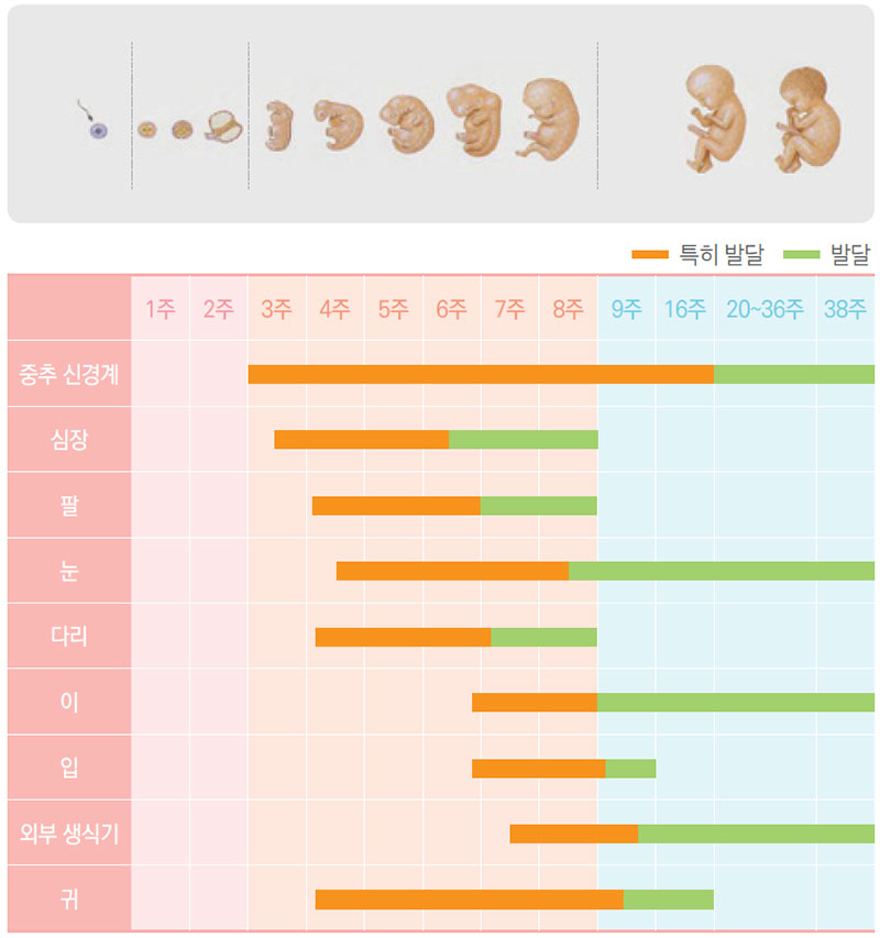 태아의 발달