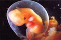 임신 2개월 (만 4~7주) 5주된 태아의 성장