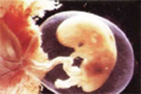 임신 3개월 (만 8~11주) 8주된 태아의 성장