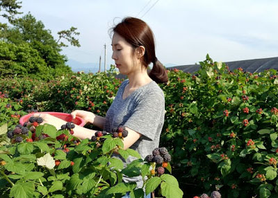 고창 복분자 지리적표시 등록 제35호