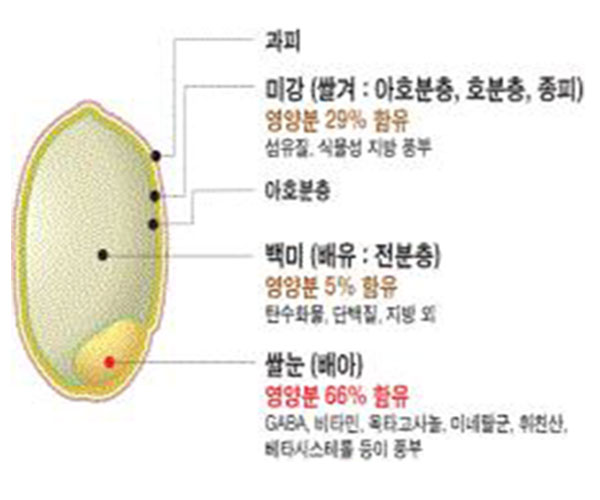 현미 영양성분