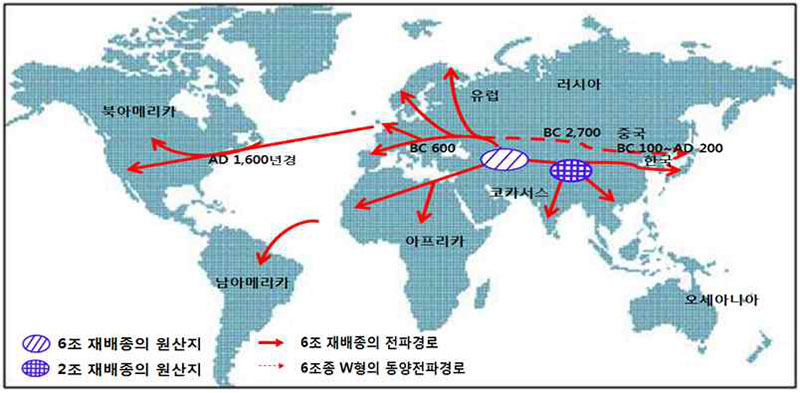 보리 재배종의 전파 경로