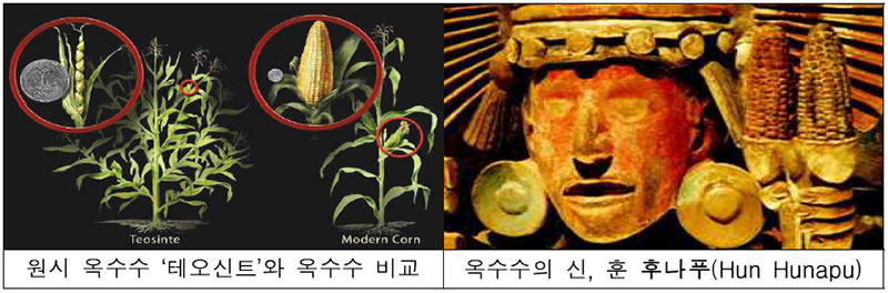 옥수수 역사