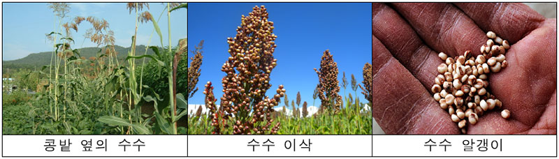 수수 Sorghum(학명 Sorghum bicolor)