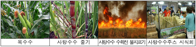 사탕수수(sorgo, sweet sorghum)