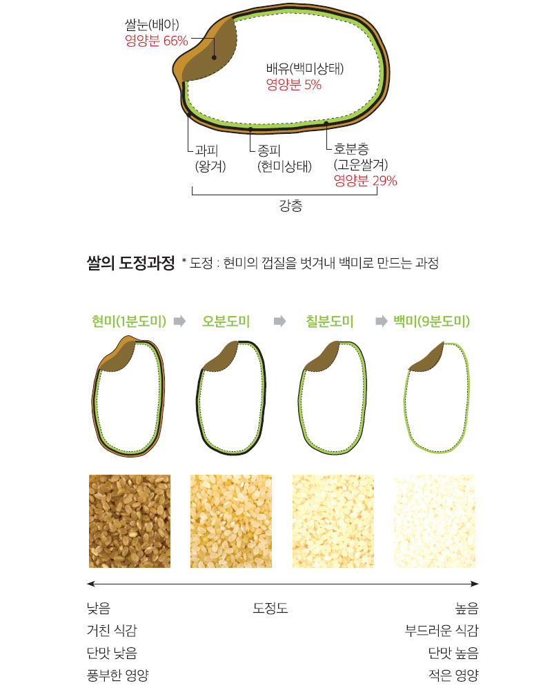 쌀알의 구조와 도정과정