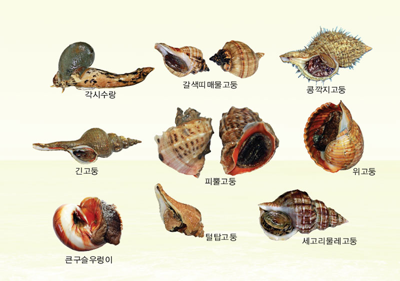 패류.갑각류.기타 어패류 사진 No3.