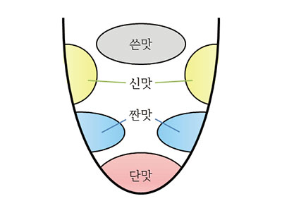 혀의 맛 지도