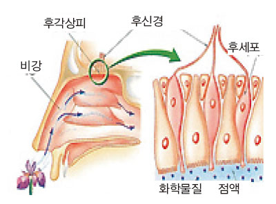 사람의 후각기 구조