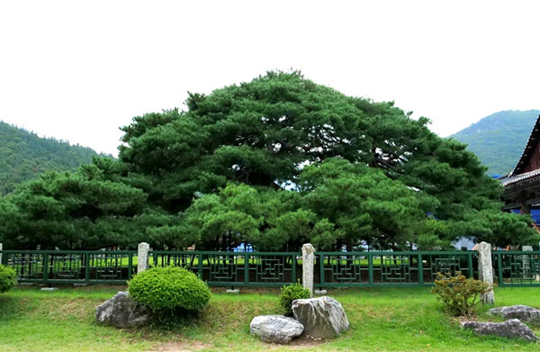 천연기념물 제180호 청도 운문사 처진소나무