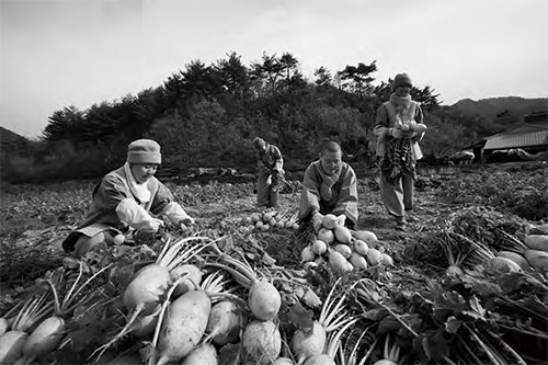 사찰음식 식재료