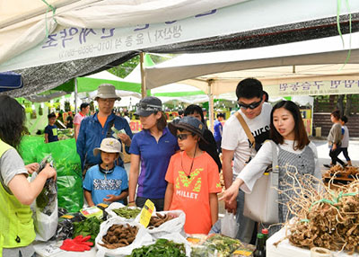 정선 곤드레 산나물 축제