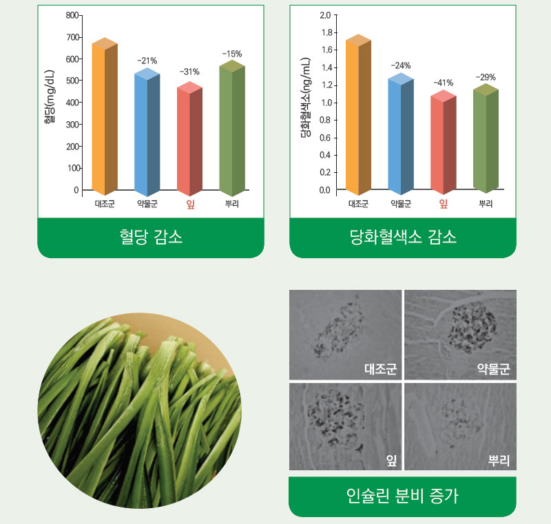 삼채 기능성 혈당 조절