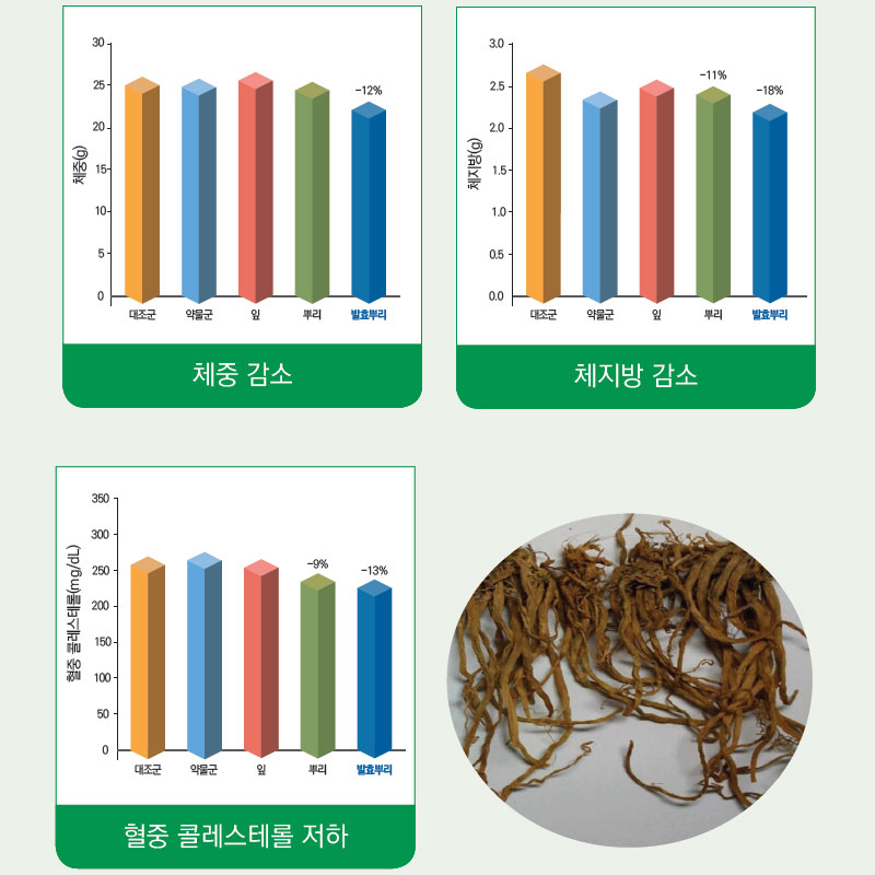 삼채 기능성 체지방 감소 및 비만 예방