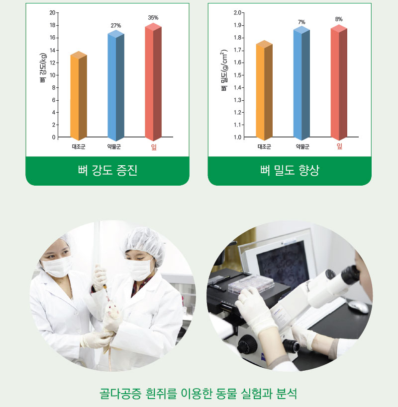 삼채 기능성 뼈 건강 향상