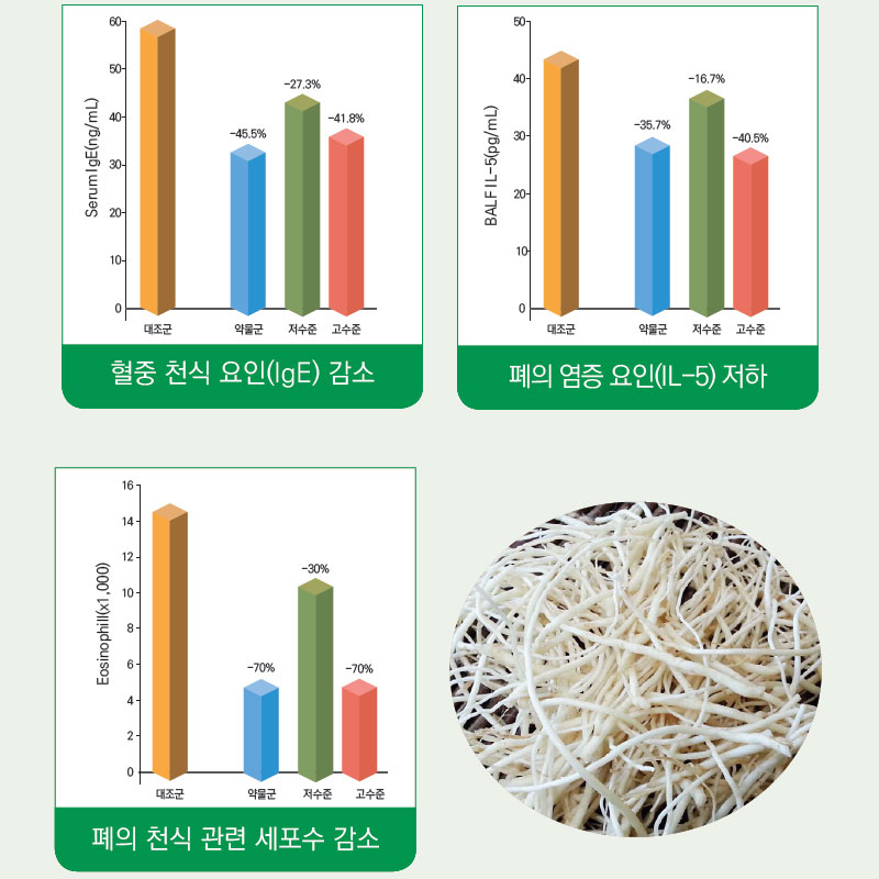 삼채 기능성 천식 개선