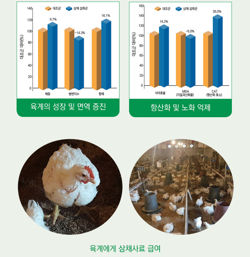 삼채 기능성 성장 증진 및 노화 억제