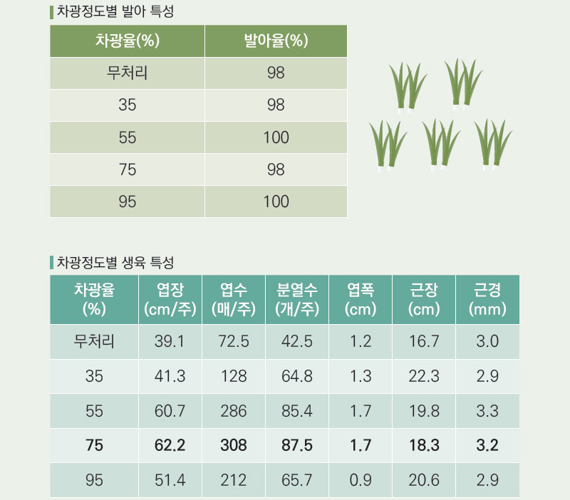 삼채 차광율 발아 특성