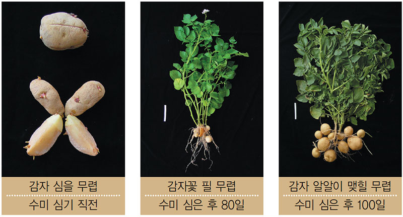 감자의 일생 - 노란 감자