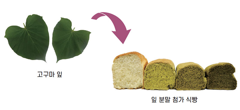 고구마 잎 분말 첨가 기능성 식빵 개발