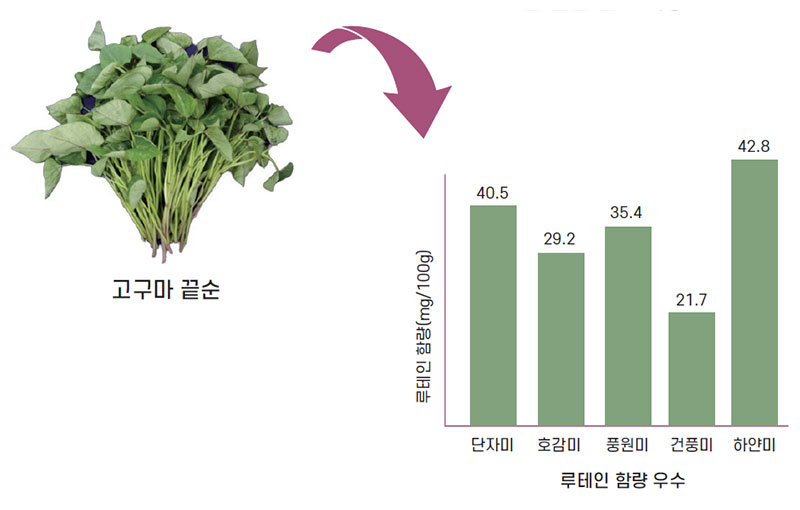 고구마 끝순 루테인 고함유 품종 선발