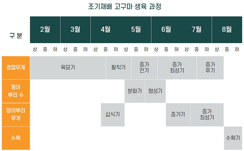 조기재배 고구마 생육 과정