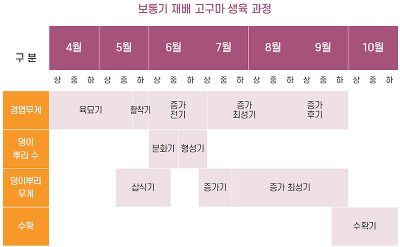 보통기재배 고구마 생육 과정