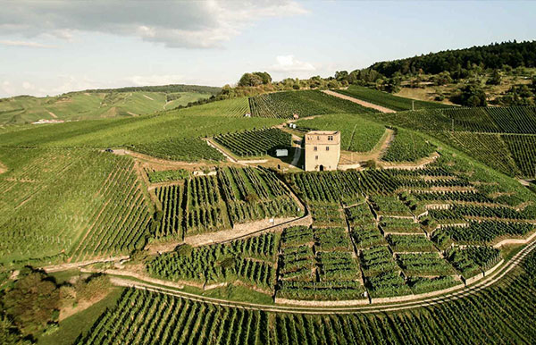 독일 와이너리 포도원 Wüttemberg(뷔템베륵) at Weingut Karl Haidle