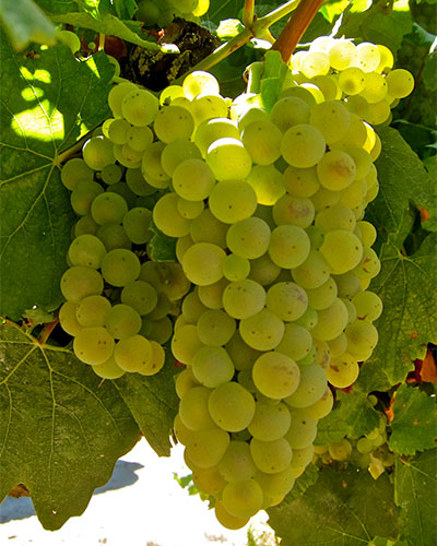 샤르도네(Chardonnay) 포도