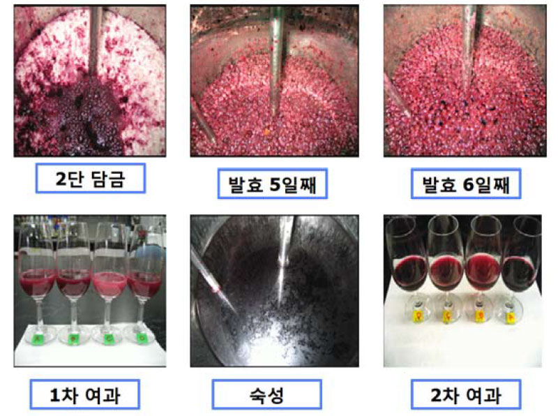 쌀머루주 발효