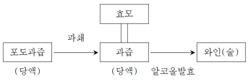 단발효(와인제조) 과정