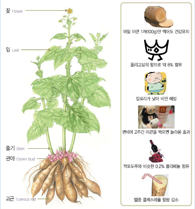 야콘 효능