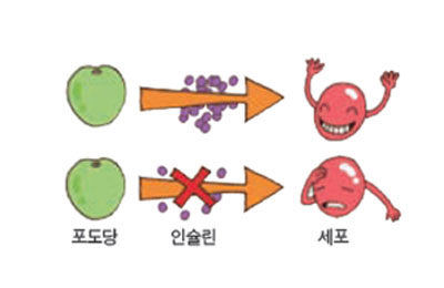 당뇨와 인슐린의 관계